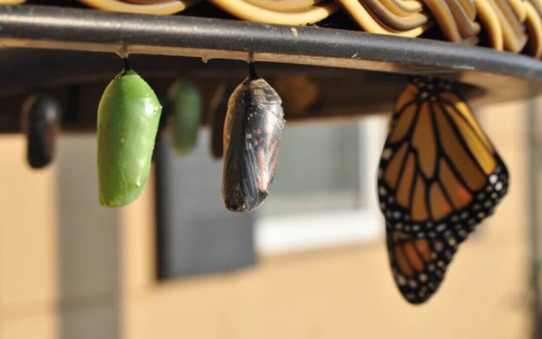 How to Befriend the Discomfort of Change: Cultivating an Evolutionary Relationship to Life